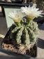 Preview: Gymnocalycium multiflorum
